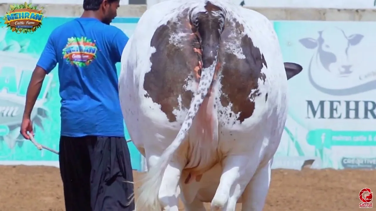 Husn-e-Mehran, the spotted bachri, with a handler