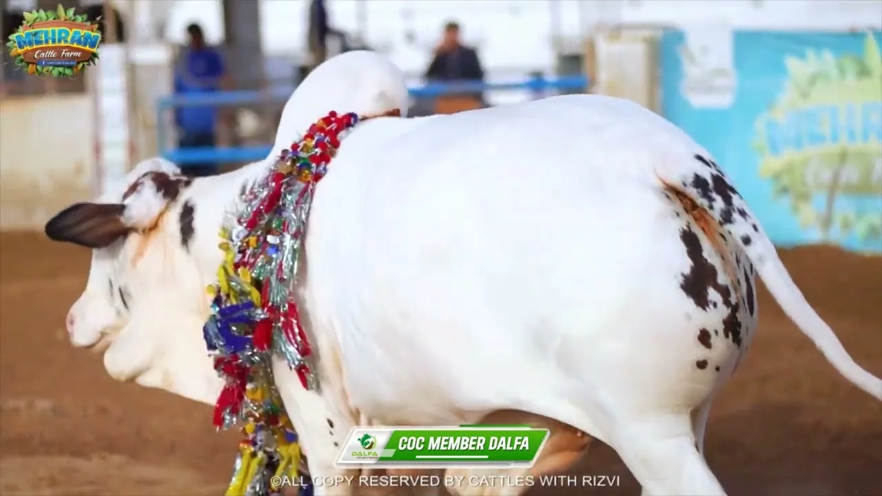 Jasper, the white bull with a decorated neck, at the show