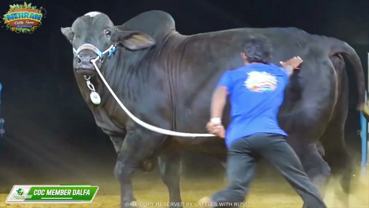 Midnight, the black bull, walking with a handler