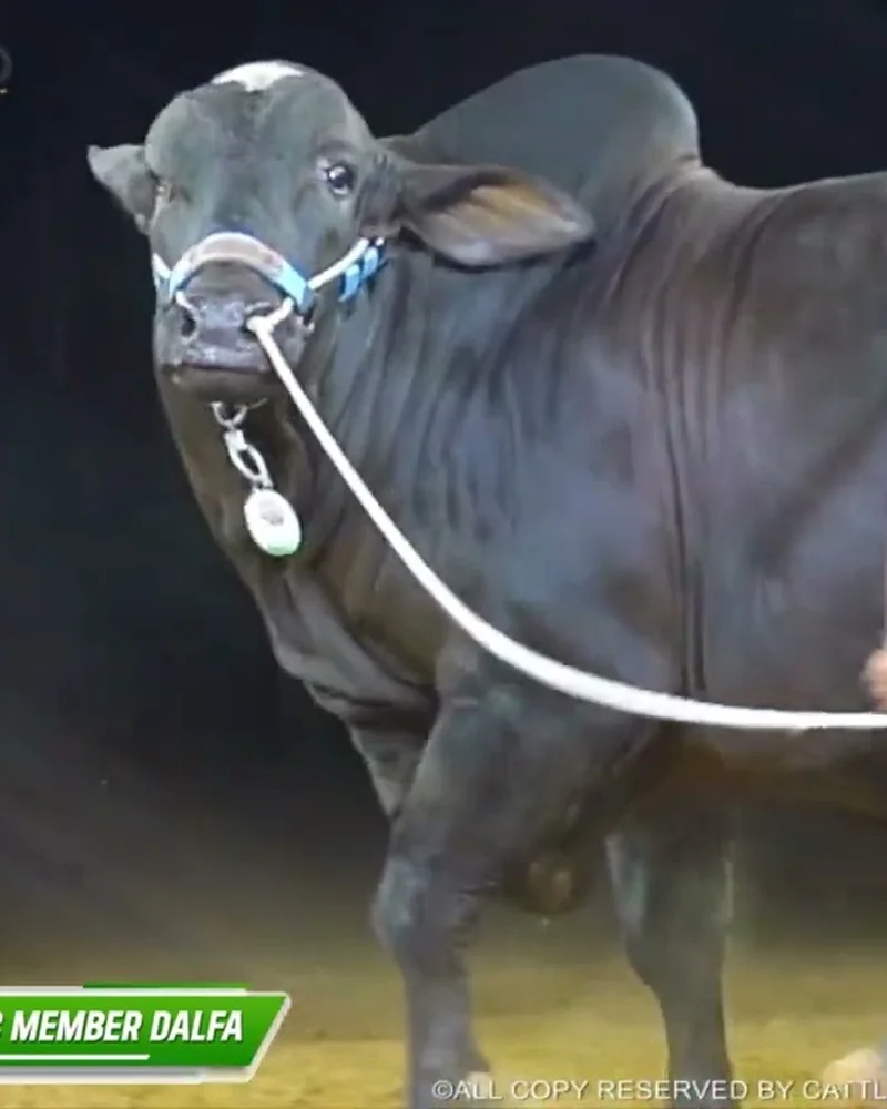 Midnight, jet black Cholistani cross bull at Mehran Cattle Farm