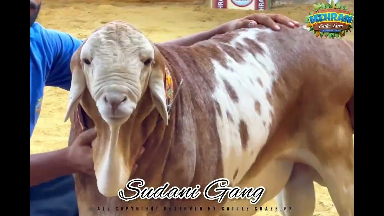 The Sudani Gang, brown and white bulls