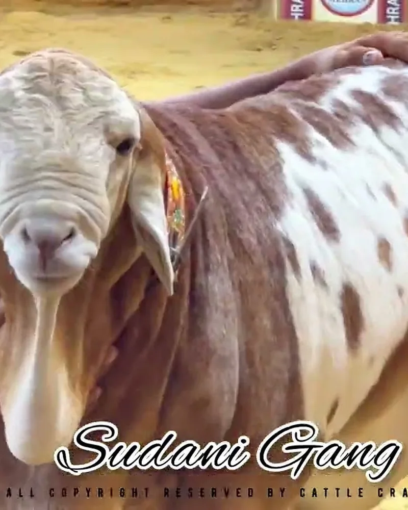 Sudani Gang, brown and white Sudanese cross bull at Mehran Cattle Farm