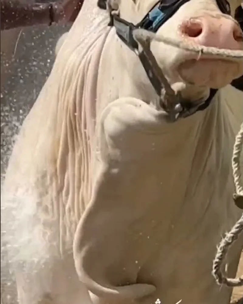 White Pride, white Sibbi Bhagnari bull at Mehran Cattle Farm